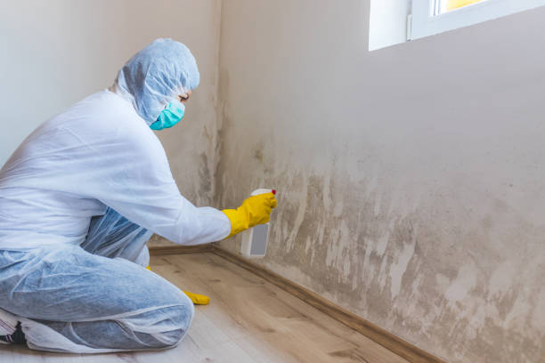 Licensed Black Mold Remediation service in Weston, FL - Car Mold Remediation