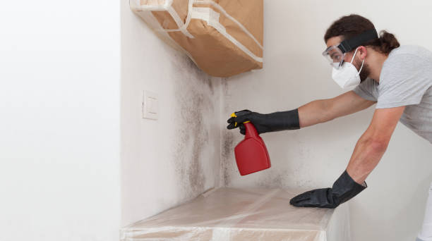 Professional Black Mold Remediation technician working in Weston, FL